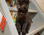 Кошки в Лобне: Чёрный котик с белым пятнышком Мальчик, Бесплатно - фото 2