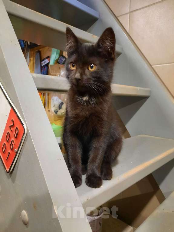 Кошки в Лобне: Чёрный котик с белым пятнышком Мальчик, Бесплатно - фото 2