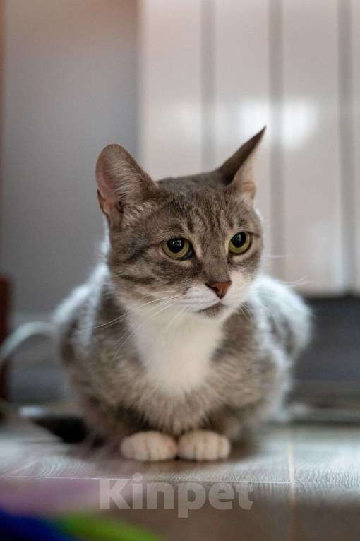 Кошки в Москве: Зося ищет дом! Девочка, Бесплатно - фото 5