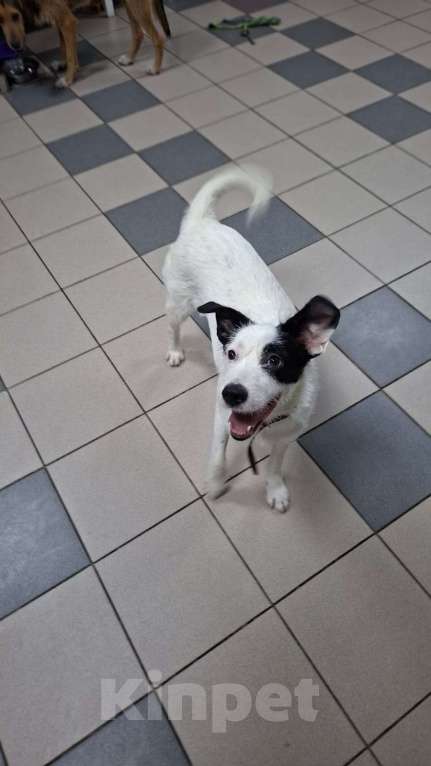 Собаки в Липецке: Малыш Рикки Мальчик, Бесплатно - фото 5