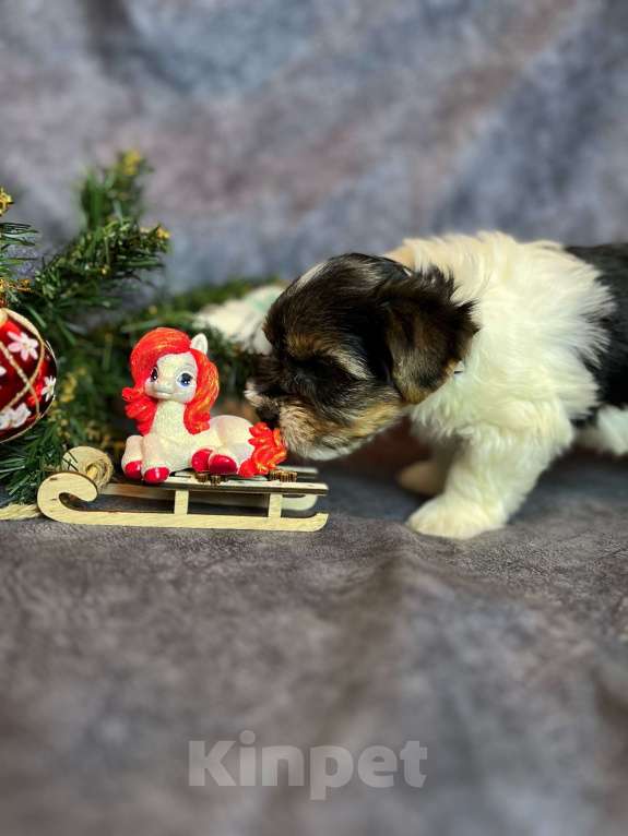 Собаки в Вологде: Щенок бивер терьера Мальчик, 45 000 руб. - фото 4