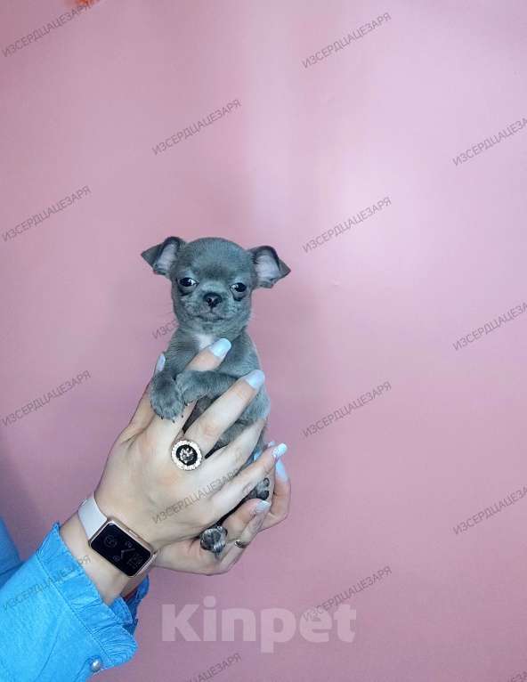 Собаки в Москве: Голубого окраса чудо мальчик чихуахуа  Мальчик, 50 000 руб. - фото 1