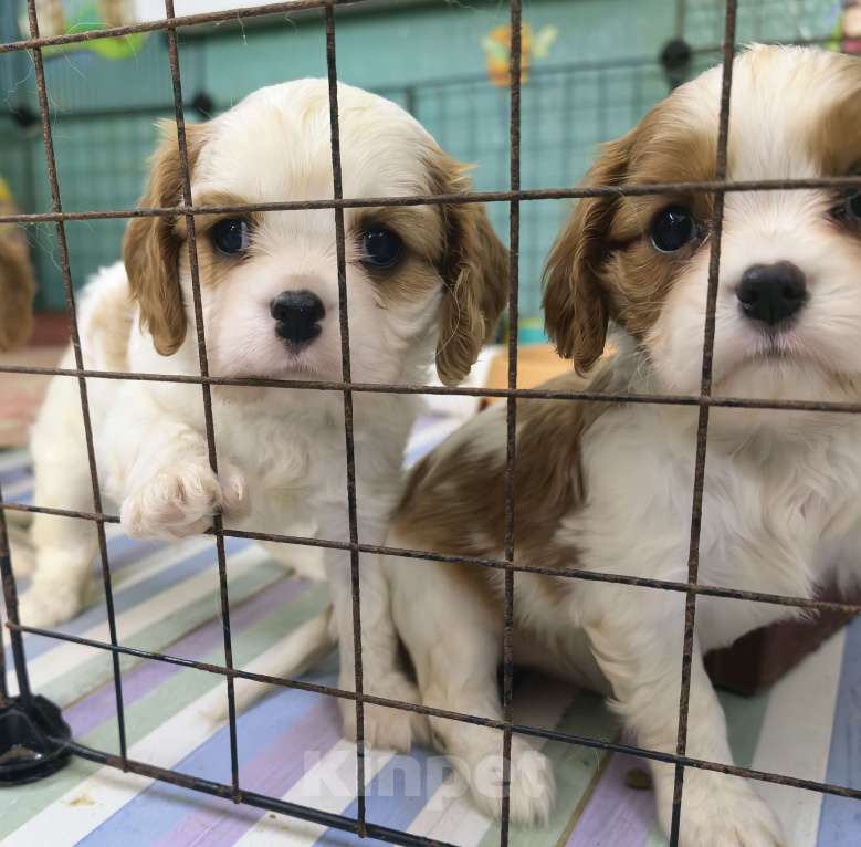 Собаки в Москве: Кавалер Кинг Чарльз спаниель девочки Девочка, 120 000 руб. - фото 3