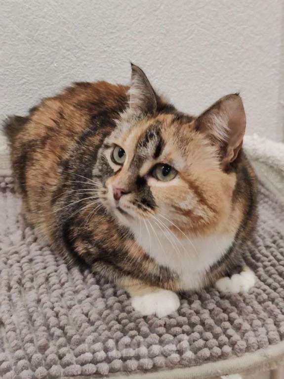 Кошки в Москве: Мелисса - ваша идеальная домашняя булочка Девочка, Бесплатно - фото 4