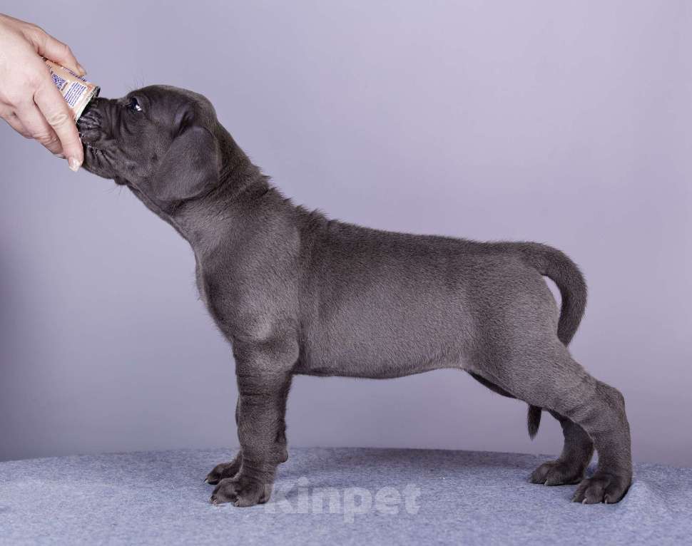 Собаки в Нижнем Новгороде: Немецкий Дог Чемпион Моего Сердца (Жёлтая лента) Мальчик, 100 000 руб. - фото 3