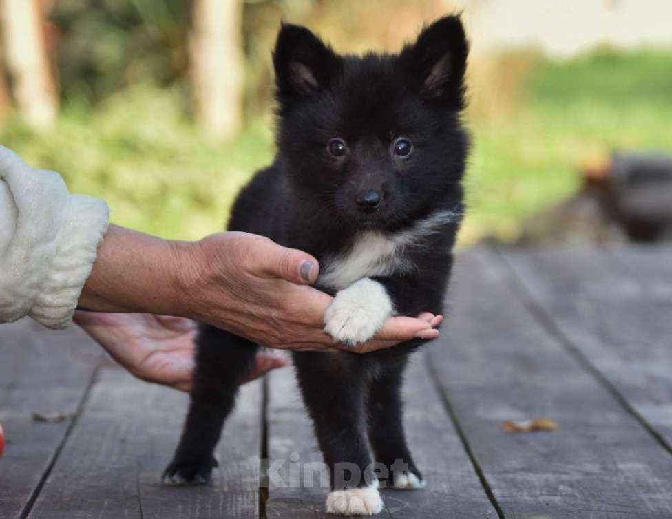 Собаки в Москве: Ненецкая оленегонная лайка, сука Ени-Кижи. Девочка, 60 000 руб. - фото 8