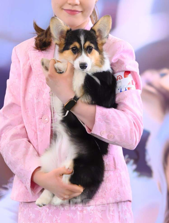 Собаки в Москве: Триша Девочка, 50 000 руб. - фото 1