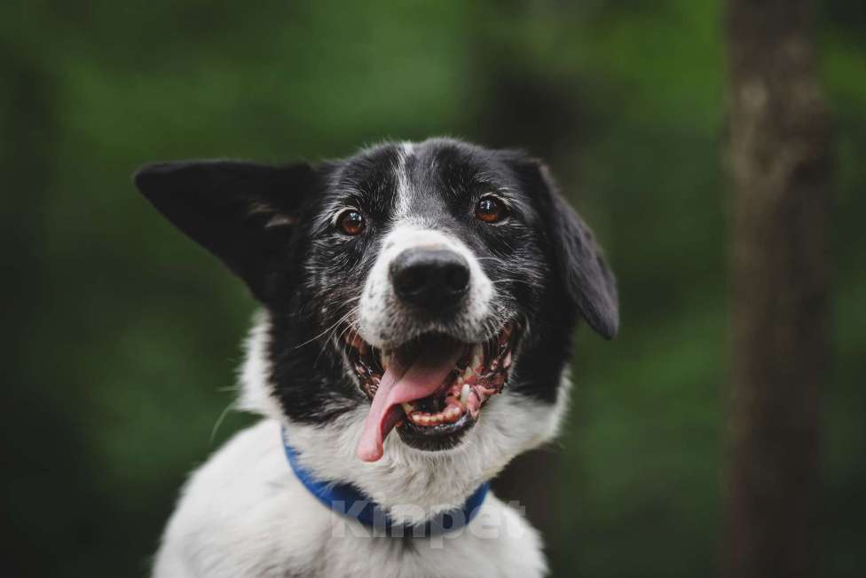 Собаки в Москве: Статный красавец без породы в добрый руки! Мальчик, Бесплатно - фото 5