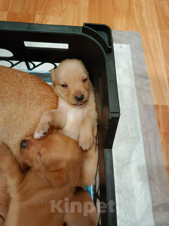 Собаки в Воскресенске: На продажу Мальчик, Бесплатно - фото 3