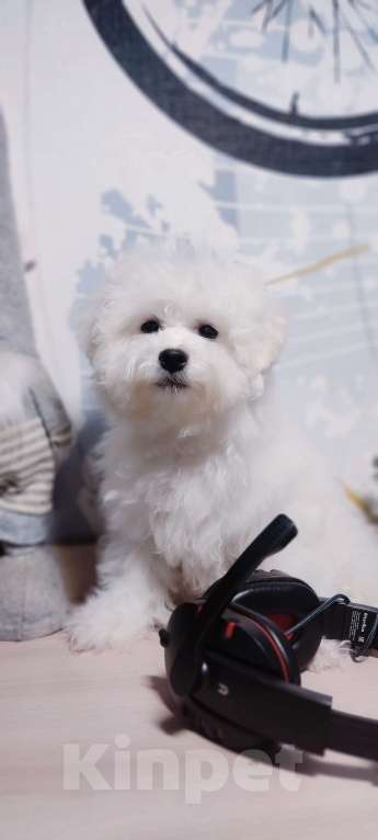 Собаки в Москве: Бишон фризе Мальчик, 70 000 руб. - фото 3