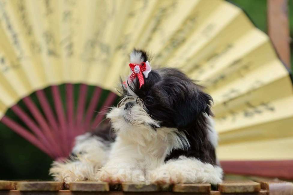 Собаки в Санкт-Петербурге: Ши-тцу щенки Девочки в черно-белом и черном  oкpасе. (взрoслый вeс 5,5-6 кг)  ️Готовы к переезду!    Девочка, 35 000 руб. - фото 4