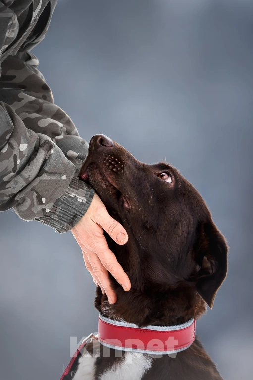 Собаки в Москве: Красавица Токио.  Есть ли у девочки шанс? Девочка, Бесплатно - фото 5