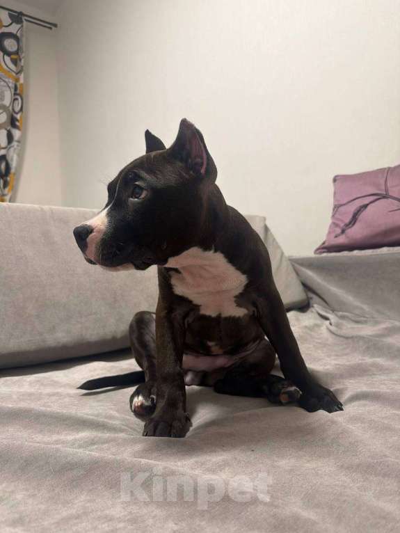 Собаки в Москве: Щенок Американский Стаффордширский терьер Мальчик, 30 000 руб. - фото 3