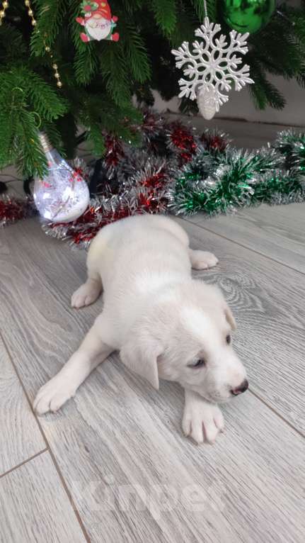 Собаки в Липецке: Бордер колли митис (Снежок) Мальчик, 15 000 руб. - фото 2