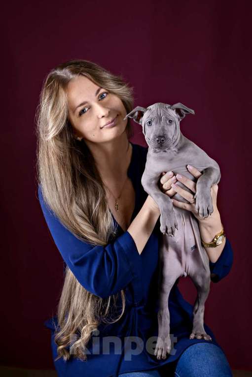 Собаки в других городах Московской области: Щенок Тайского Риджбека Девочка, 100 000 руб. - фото 9