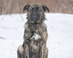Собаки в Москве: Славный щенок Корица ждет свою семью в приюте  Девочка, Бесплатно - фото 3
