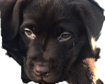 Собаки в Малоярославце: Чистокровные шоколадные медвежата - щенки лабрадора Девочка, 45 000 руб. - фото 3