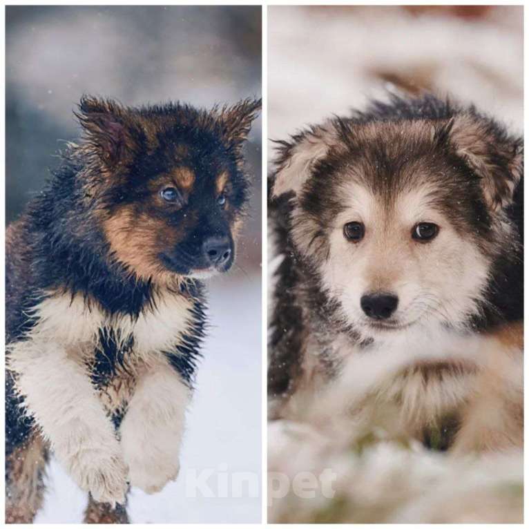 Собаки в Наро-Фоминске: Потап и Вайс ищут семью Мальчик, Бесплатно - фото 3