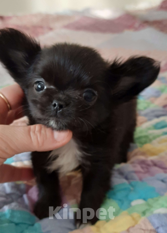 Собаки в Москве: Мальчик чёрного окраса Мальчик, 20 000 руб. - фото 3