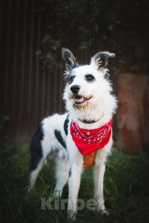 Собаки в Москве: Весельчак Добби в поисках семьи Мальчик, Бесплатно - фото 1