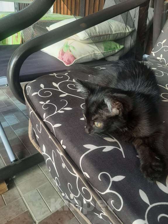 Кошки в Самаре: Фрося Девочка, Бесплатно - фото 2
