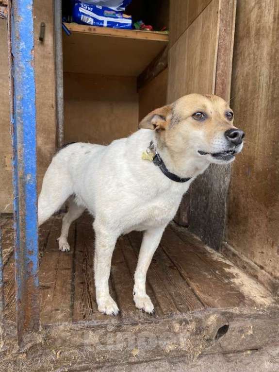 Собаки в Москве: Заберите меня из приюта! Я жду этого всю свою жизнь… ( Девочка, Бесплатно - фото 2
