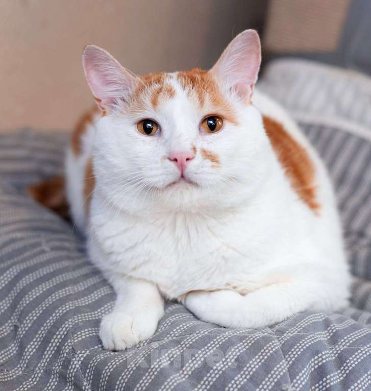 Кошки в Москве: Спокойный и ласковый бесхвостый кот Грек в дар Мальчик, 10 руб. - фото 4