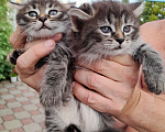 Кошки в Туле: Дарю красивых котят Девочка, 1 руб. - фото 1