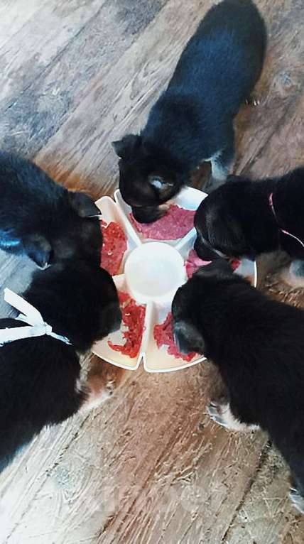 Собаки в Москве: Шикарные щенки немецкой овчарки Разнополые, 9 000 руб. - фото 3