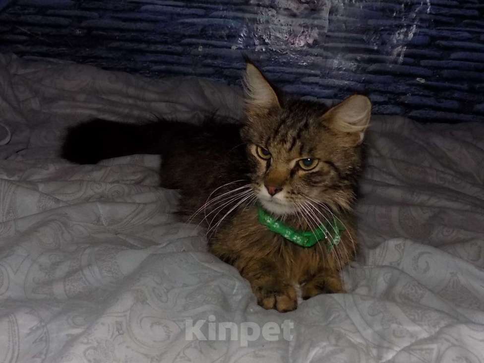 Кошки в Москве: Мейн кун, кот Мальчик, 15 000 руб. - фото 3