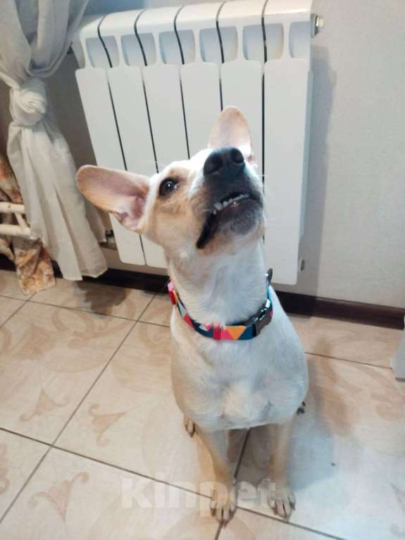 Собаки в Москве: Лада собака мечта, отличное поведение дома и на улице. Девочка, 1 руб. - фото 4