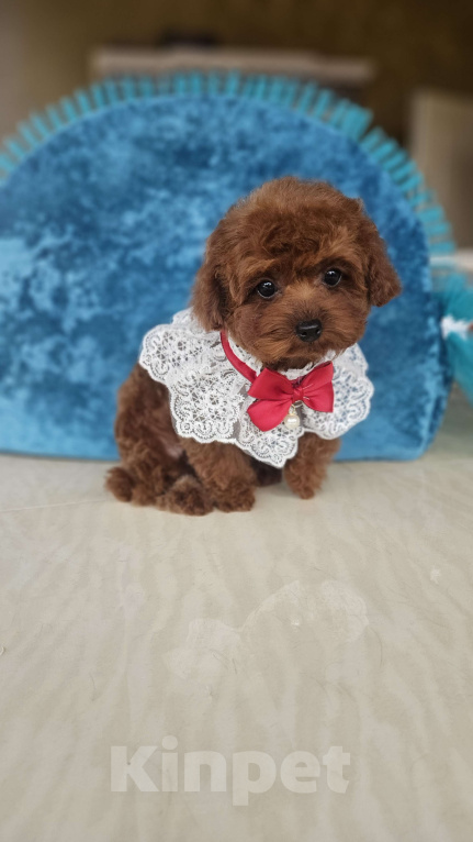 Собаки в Москве: Ти-кап пудель Мальчик, 200 000 руб. - фото 2