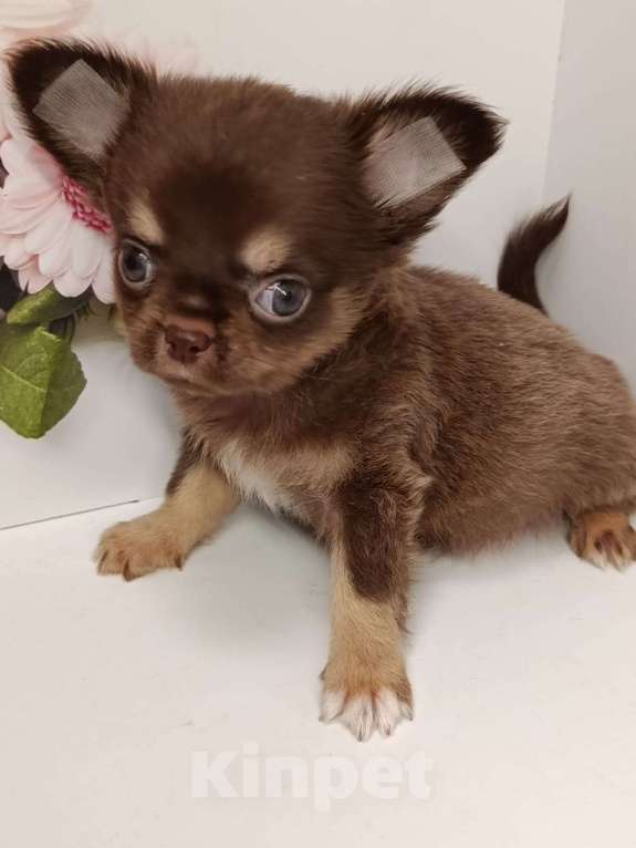 Собаки в других городах Московской области: Ленечка Мальчик, 40 000 руб. - фото 3