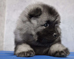 Собаки в Новосибирске: Вольфшпиц от титулованных родителей Мальчик, 60 000 руб. - фото 2