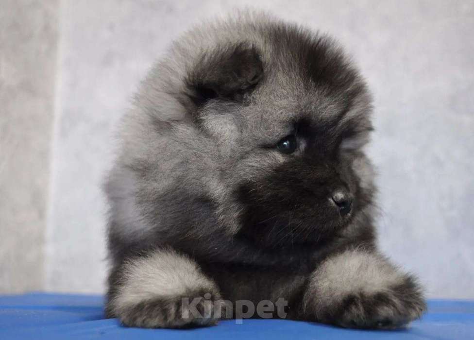 Собаки в Новосибирске: Вольфшпиц от титулованных родителей Мальчик, 60 000 руб. - фото 2