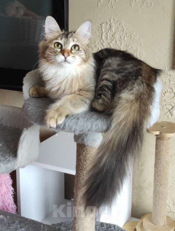 Кошки в Новосибирске: Werba Девочка, 50 000 руб. - фото 4