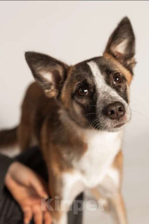 Собаки в Москве: Подстреленная малышка Салли ищет дом Девочка, 1 руб. - фото 8