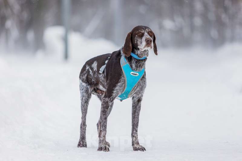 Собаки в Москве: Девочка Курцхаар по имени Мона в добрые руки Девочка, 1 руб. - фото 6