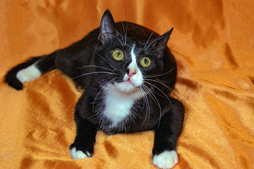 Малыш Тоша мечтает о доме