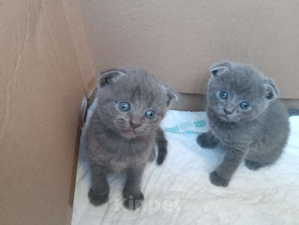 Кошки в Воронеже: Продаю чистокровных шотландских котят правильной и плановой вязки Мальчик, Бесплатно - фото 9