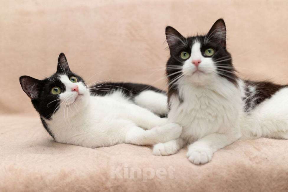 Кошки в Москве: Рэй и Марсель ищут дом Девочка, Бесплатно - фото 1