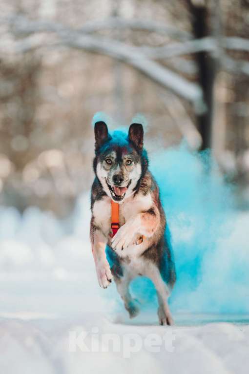 Собаки в Москве: Фантастический Хэппи ищет дом Мальчик, Бесплатно - фото 3