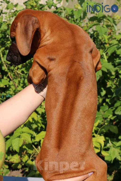 Собаки в Санкт-Петербурге: Мальчик родезийский риджбек щенок. Питомник РКФ Мальчик, 110 000 руб. - фото 2