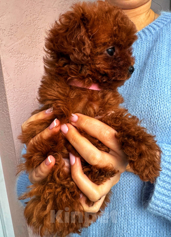 Собаки в Калининграде: Тикап тедди пудель Китай Девочка, 200 000 руб. - фото 4