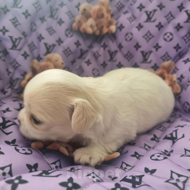 Собаки в Калининграде: Щенок Чихуахуа д/ш, мальчик Мальчик, Бесплатно - фото 2