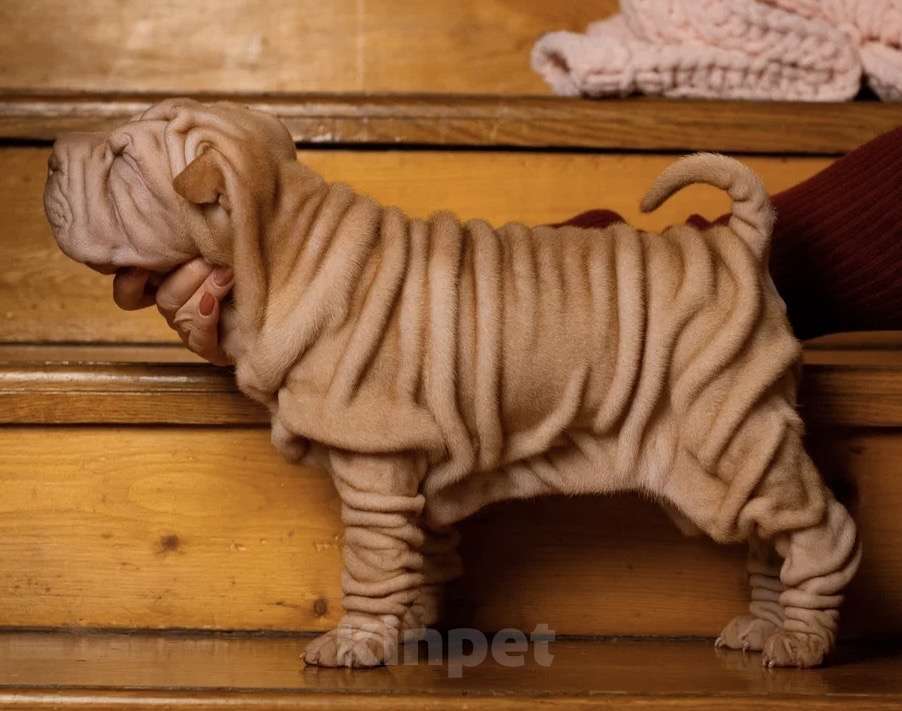 Собаки в Севастополе: Продажа щенков шарпея Разнополые, 40 000 руб. - фото 5