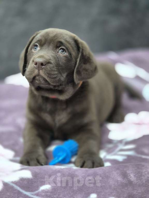 Собаки в других городах Крыма: Щенки лабрадора-ретривера Мальчик, 35 000 руб. - фото 2
