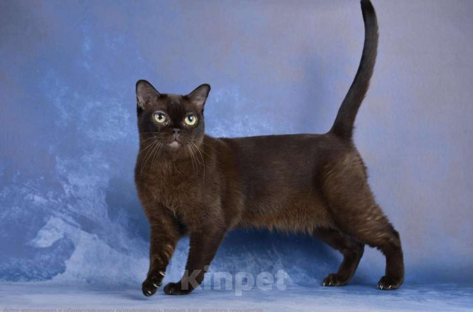 Кошки в Ростове-на-Дону: Американская Бурма  Девочка, 12 000 руб. - фото 2