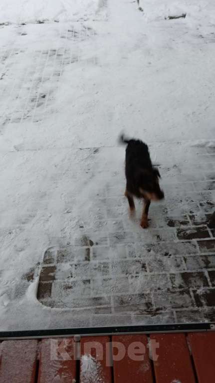 Собаки в других городах Тверской области: Найдена собака -метиз.  Девочка, Бесплатно - фото 5