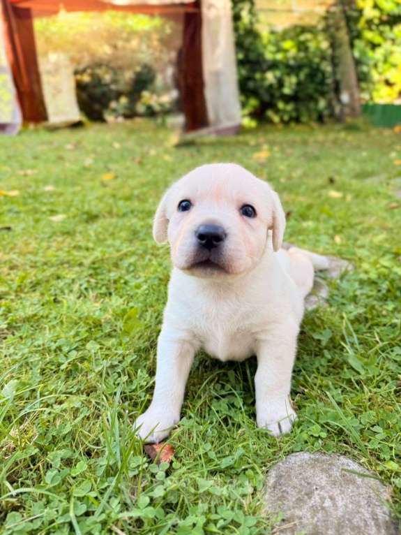 Собаки в Калининграде: Продам щенков лабрадора  Мальчик, 35 000 руб. - фото 9